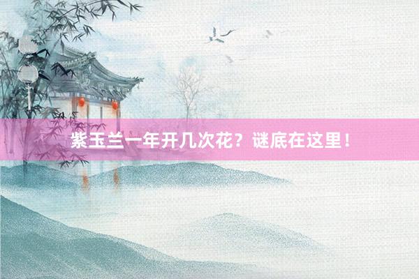 紫玉兰一年开几次花？谜底在这里！